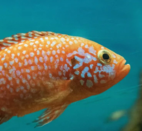 food-fish